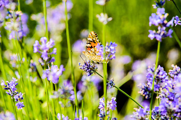 istock Beautiful butterfly sitting on flowers 174343457
