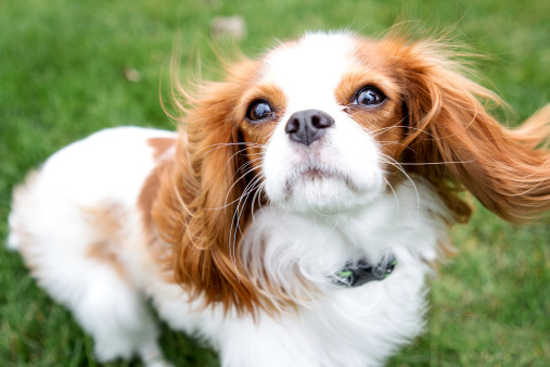 Cavalier King Charles Spaniels ears are blowing in the wind.  Dog is looking into the camera.