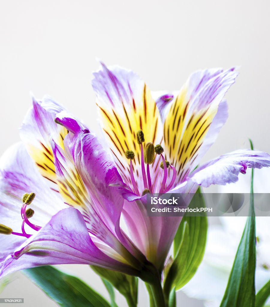 Alstroemeria flower High Key Stock Photo