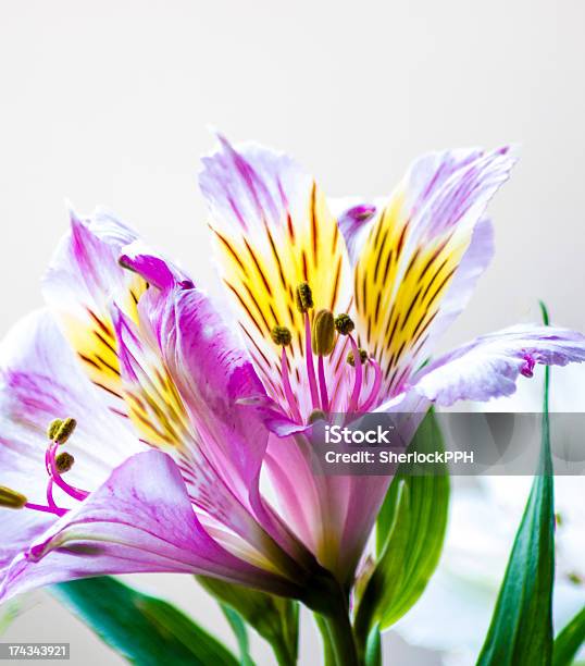 Alstroemeria Flower Stock Photo - Download Image Now - High Key, No People, Photography