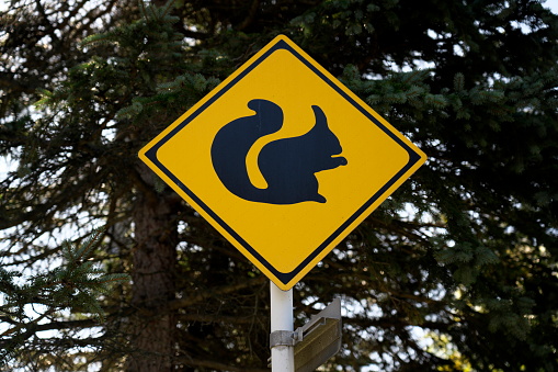 Hokkaido, Japan - October 13, 2023: squirrel crossing sign in Hokkaido, Japan