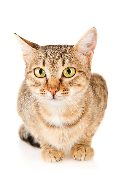 istock Portrait of a striped cat 174345598