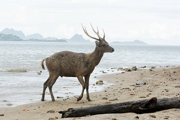 istock Timor or Deer deer, Cervus timorensis 174345690