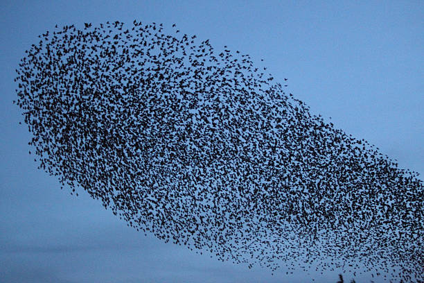 istock Starling, Sturnus vulgaris 174345919