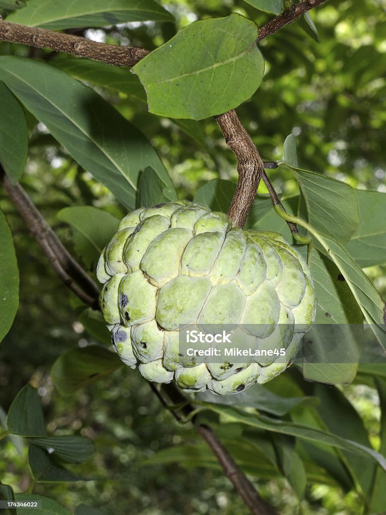 Annona squamosa Srikaya owoców, - Zbiór zdjęć royalty-free (Azja)