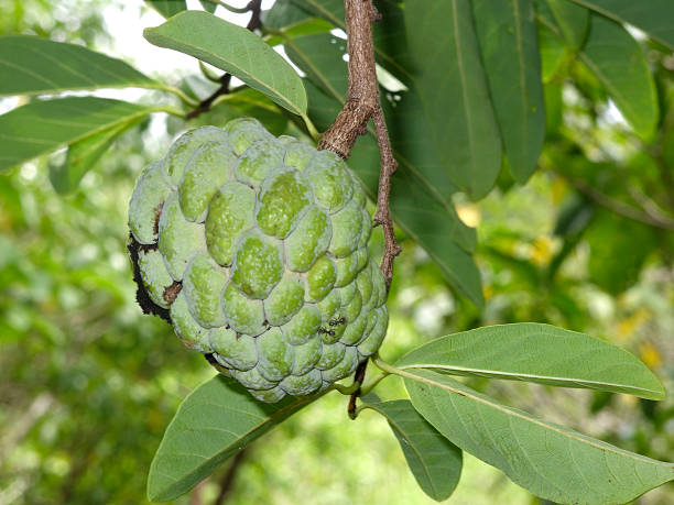 istock Srikaya fruit, Annona squamosa 174346031