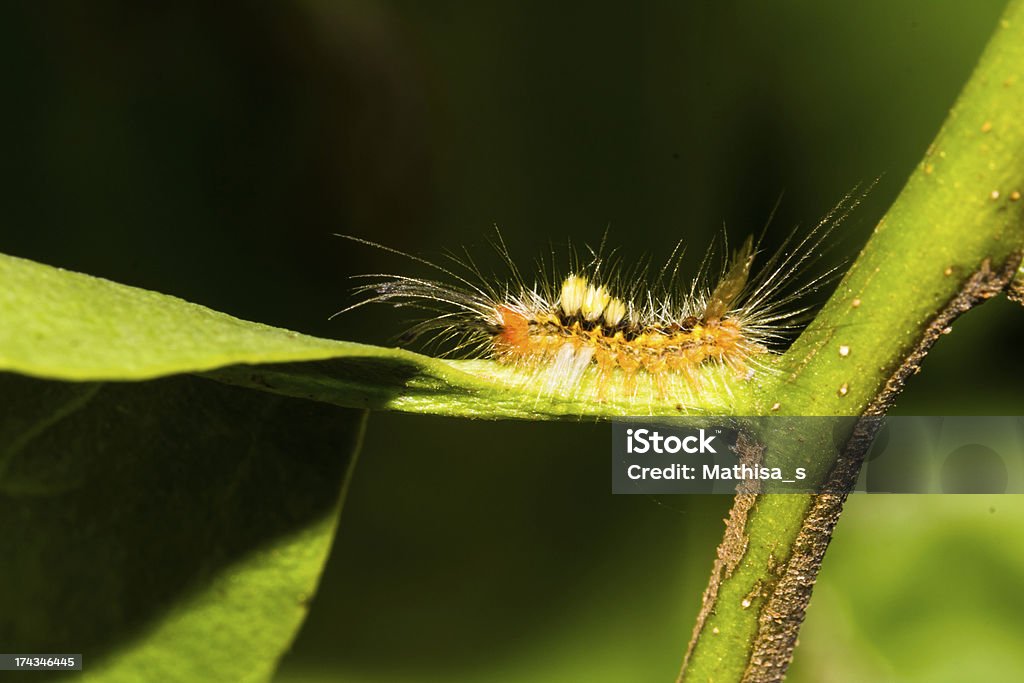 Orange Chenille de papillon de nuit - Photo de Arbre libre de droits