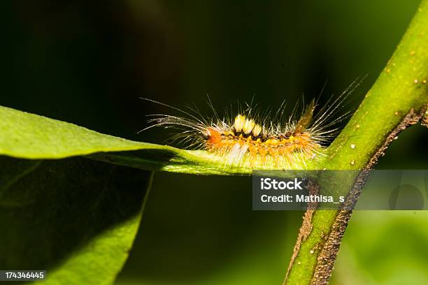 Photo libre de droit de Orange Chenille De Papillon De Nuit banque d'images et plus d'images libres de droit de Arbre - Arbre, Arthropode, Bleu