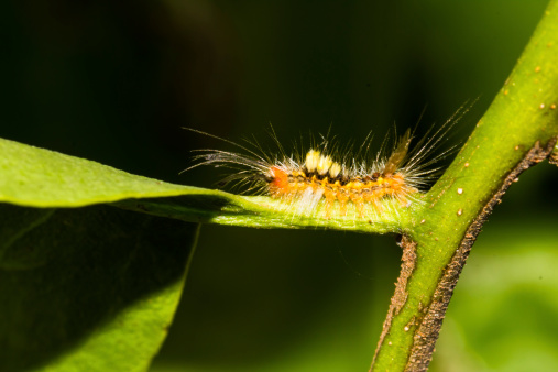 Hairly orange caterpillar moth crawl on the leaf
