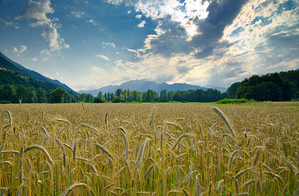 Wheat field stock photo