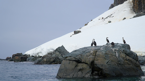 wild birds on the rocky shores of Antarctica