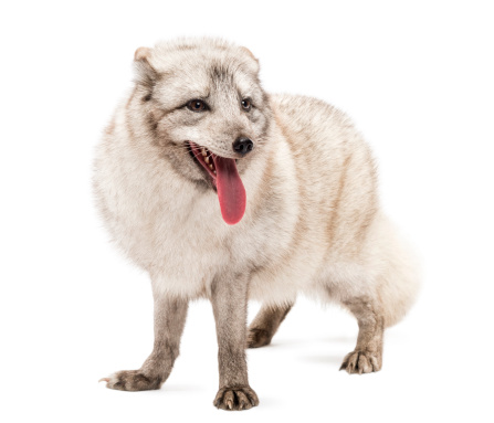 Arctic fox, Vulpes lagopus, also known as the white fox, polar fox or snow fox, standing, panting, isolated on white