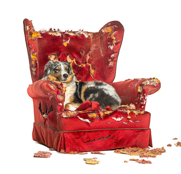 istock Australian Shepherd lying on a detroyed armchair 174346984