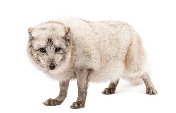 Arctic fox, Vulpes lagopus, standing, looking a camera Arctic fox, Vulpes lagopus, also known as the white fox, polar fox or snow fox, standing, looking a camera, isolated on white white fox stock pictures, royalty-free photos & images
