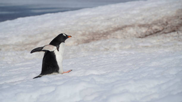 istock antarctic penguins, wildlife, on the rocky ocean shore 1743471427
