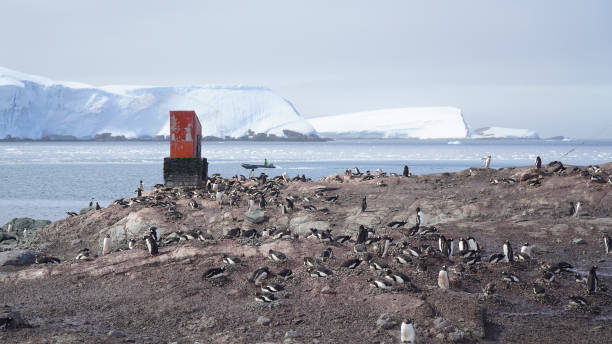 istock antarctic penguins, wildlife, on the rocky ocean shore 1743472536