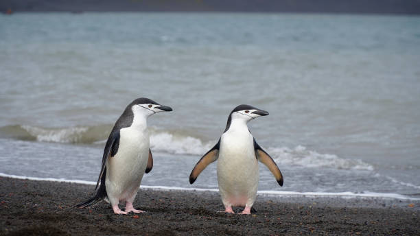 istock antarctic penguins, wildlife, on the rocky ocean shore 1743477190
