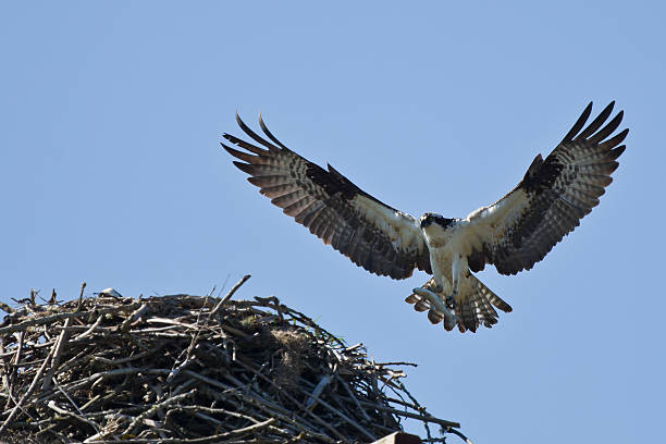 Osprey (Pandion haliaetus) brings fith to the nest The Osprey (Pandion haliaetus), sometimes known as the sea hawk, fish eagle or fish hawk, is a diurnal, fish-eating bird of prey.  Скопа spotted eagle stock pictures, royalty-free photos & images