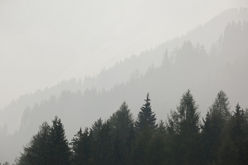 Trees mountain fading into mist