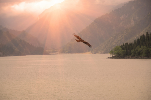 Silhouette photo of an eagle flying in  sunrise over mountain lake.