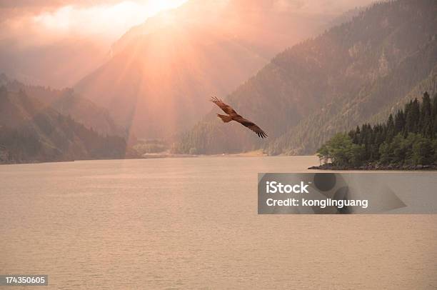Silhouette Of An Eagle Flying On Sunrise Stock Photo - Download Image Now - Flying, Hawk - Bird, Eagle - Bird