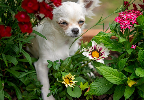 happy small dog outdoors