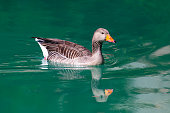 Greylag Goose  swimming in a lake
