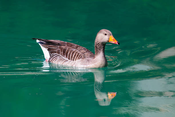 Greylag Goose  swimming in a lake Greylag Goose  swimming in a lake . Anser goose on the water greylag goose stock pictures, royalty-free photos & images