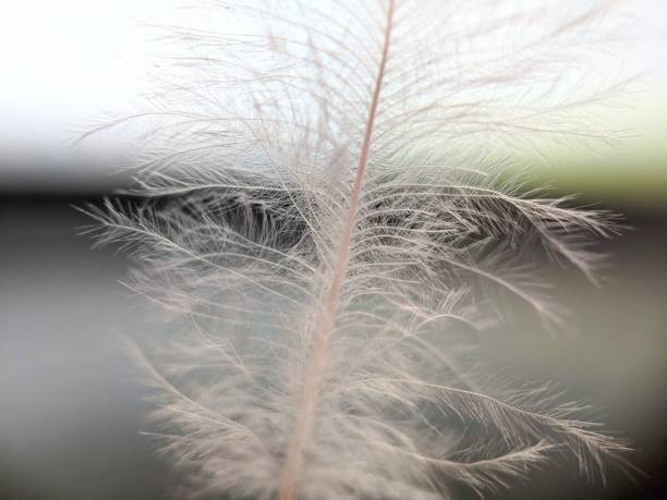 istock Macro of chicken feather with defocused background 1743521421