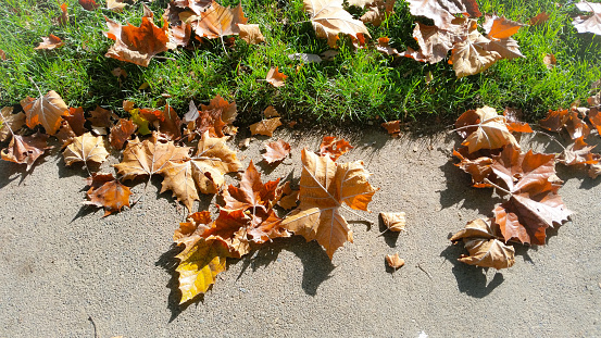 California offers many stunning views during the seasons change.  As the seasons change from Summer to Fall, the leaves transform into a stunning display of Fall colors. Leaves along the sidewalk create a refreshing background picture.