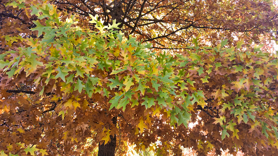 Yellow-green oak leaves on a tree in autumn, Crimea