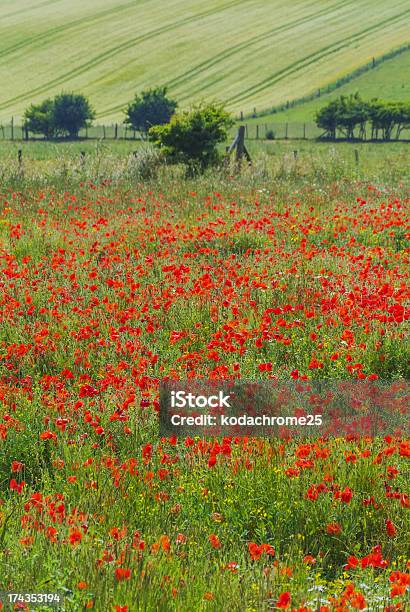 South Downs - Fotografie stock e altre immagini di Agricoltura - Agricoltura, Ambientazione esterna, Ambientazione tranquilla