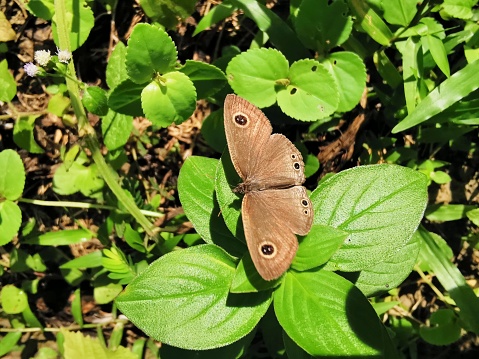 Selective focus of a brown butterfly in the garden