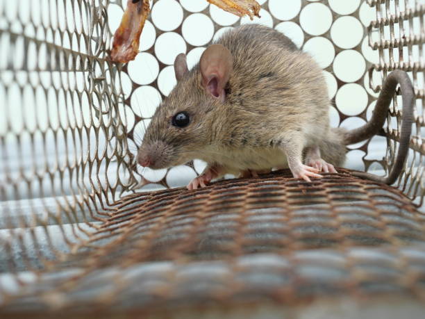 Rat in cage mousetrap on white background