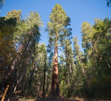 Wide angle view of giant sequoias in Mariposa Grove, California