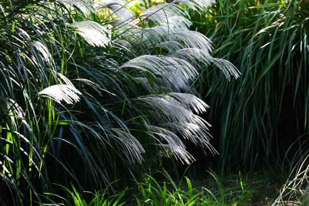 istock Japanese pampas grass. Seasonal background material. 1743560656