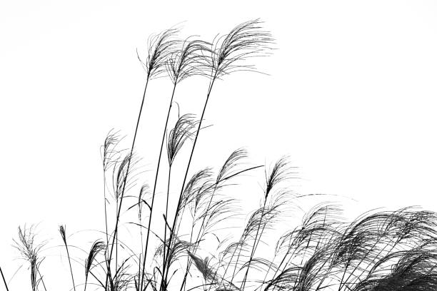 istock Japanese pampas grass. Seasonal background material. 1743560664