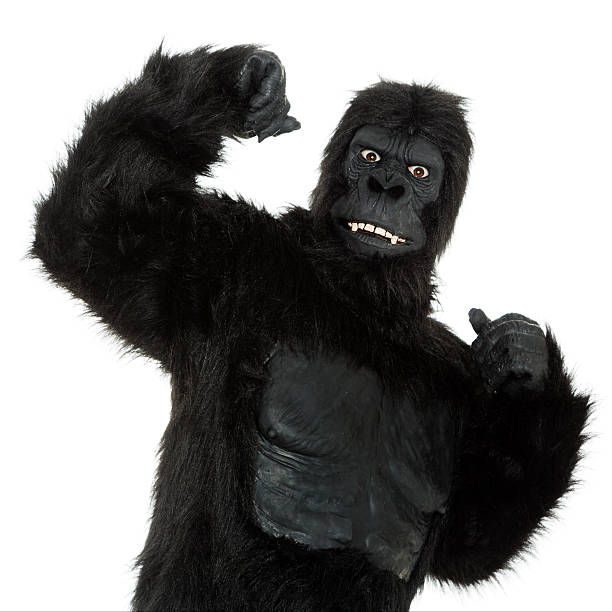 Gorilla on White A gorilla on a white background. serious monkey stock pictures, royalty-free photos & images