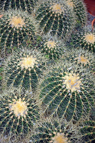 istock Golden barrel cactus garden 174357445
