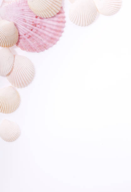 istock Sea Shells on the corner of white background 174357901