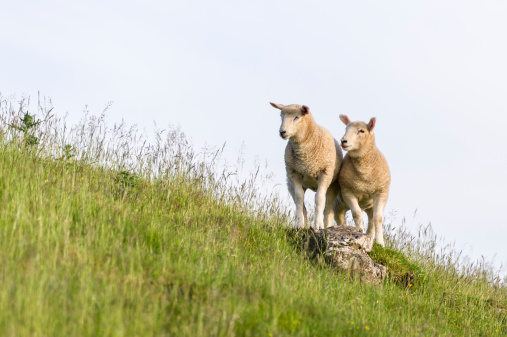 Two curious English Lake District lambs in soft evening light.