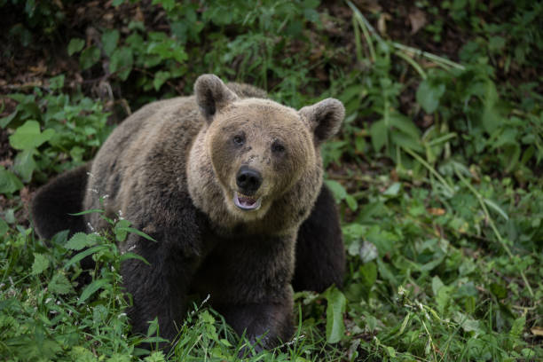 istock Brown bear in the wilderness, Ursus arctos 1743581207