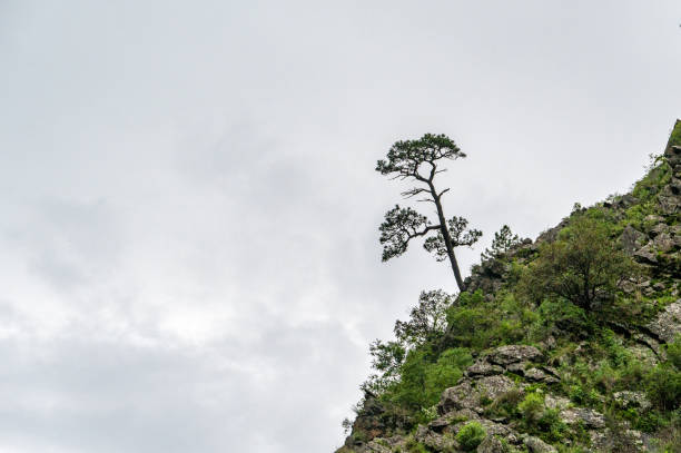 Trees on the edge of the cliff