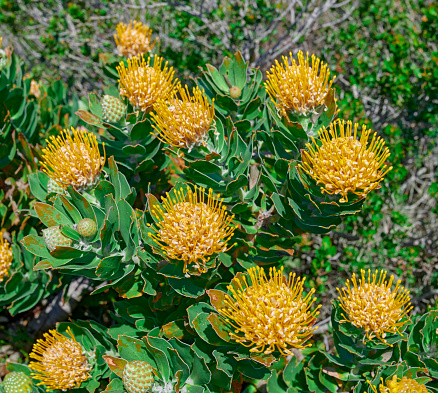 Flowers, plants and trees on mountain side in South Africa, Western Cape