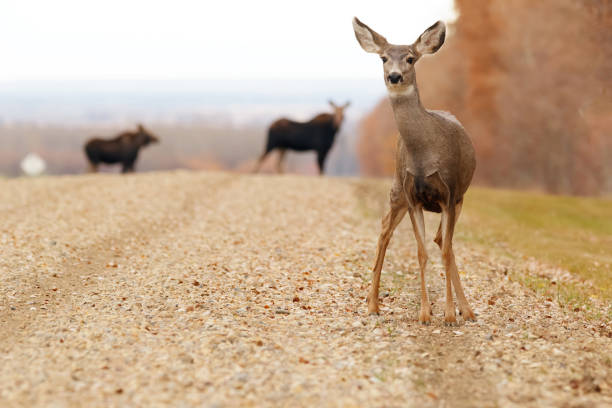 Mule deer is crossing the gravel country road along the field and the wood in the fall foliage, two mooses on the background.