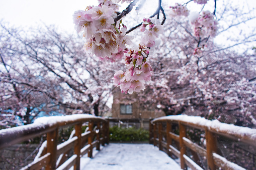 Sakura covered with snow
