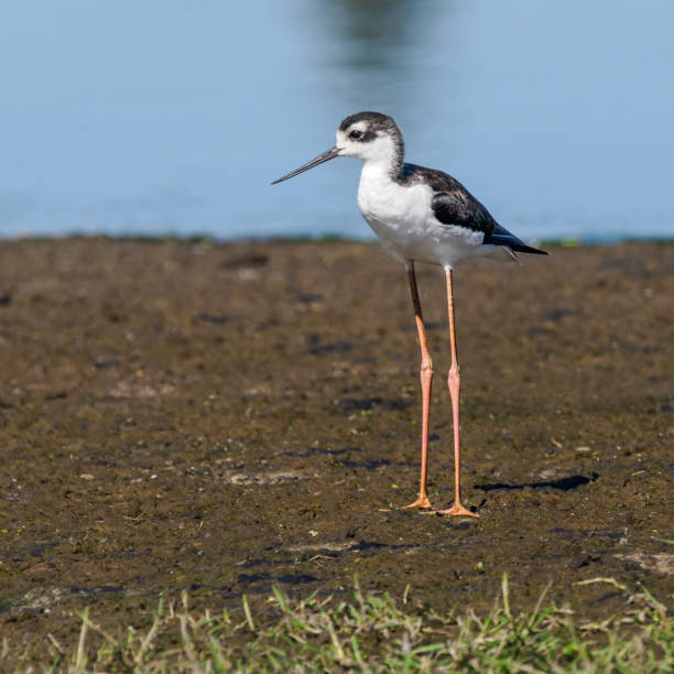 Black-necked Stilt standing on the shore edge of wetland pond. Willamette Valley of Oregon. Edited.