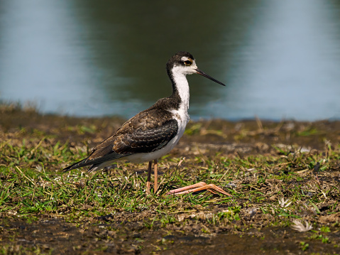Black-necked Stilt resting on the shore edge of wetland pond. Willamette Valley of Oregon. Edited.