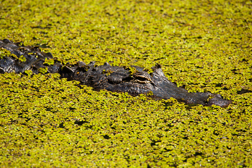 A large alligator lies partially submerged in a swamp at Audubon Corkscrew Swamp Sanctuary in Naples, Florida