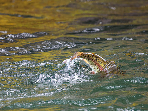Salmon run in Alaska salmon jumping up Brooks Falls to spawn